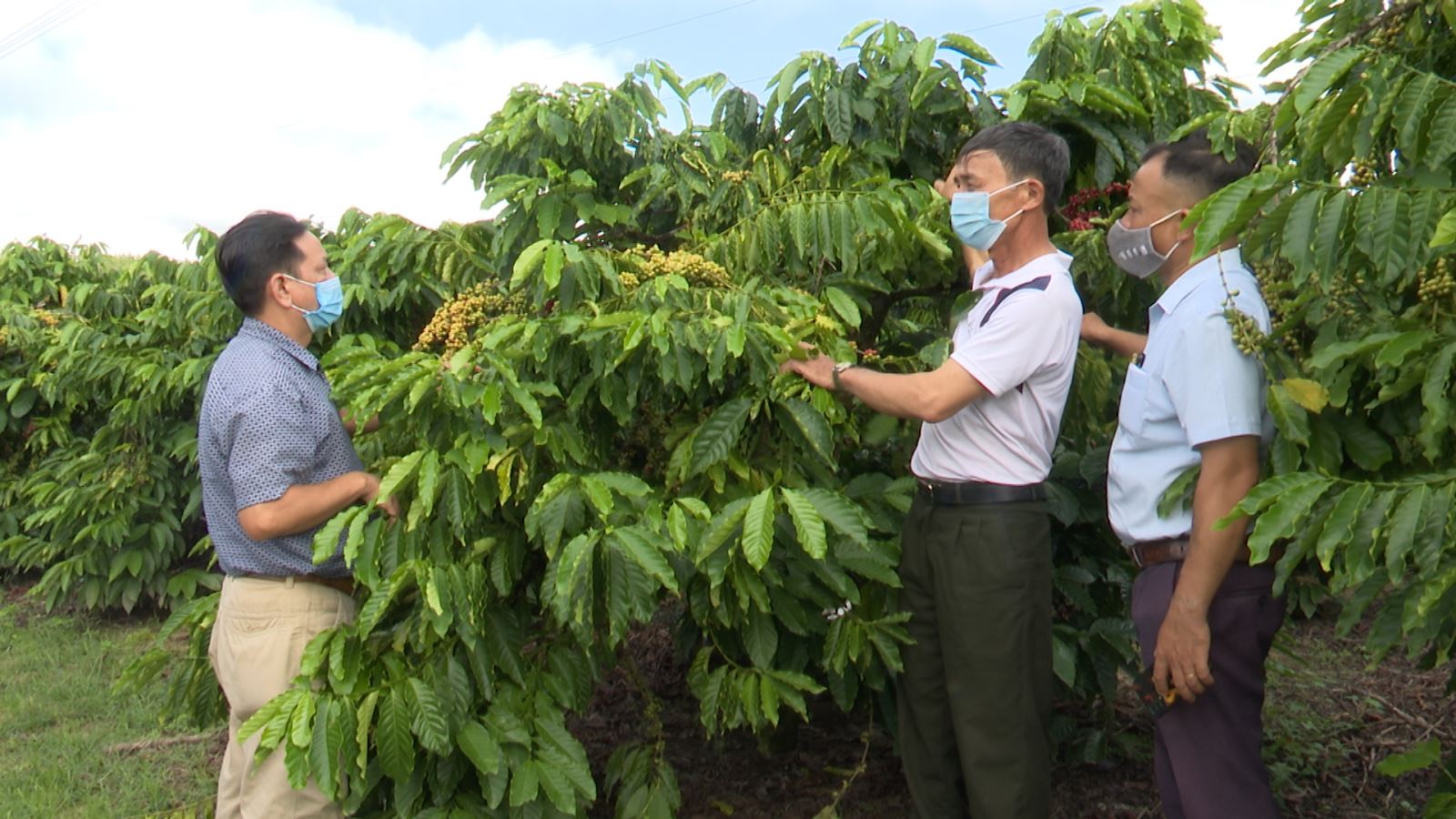 Thực hiện tái canh cây cà phê trên địa bàn huyện Đăk Tô