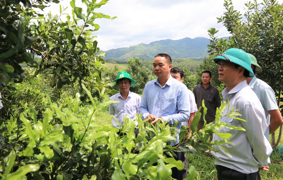 Phó Chủ tịch UBND tỉnh Nguyễn Hữu Tháp kiểm tra tình hình phát triển cây mắc ca tại huyện Đăk Tô