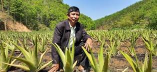 Nông dân huyện Đăk Tô mạnh dạn đưa giống cây trồng mới vào sản xuất