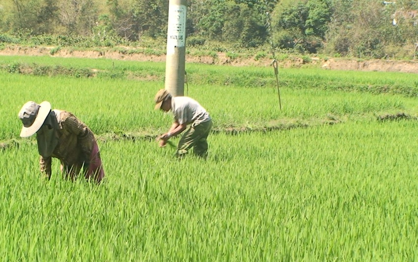Huyện Đăk Tô tập trung chăm sóc vụ lúa Đông Xuân