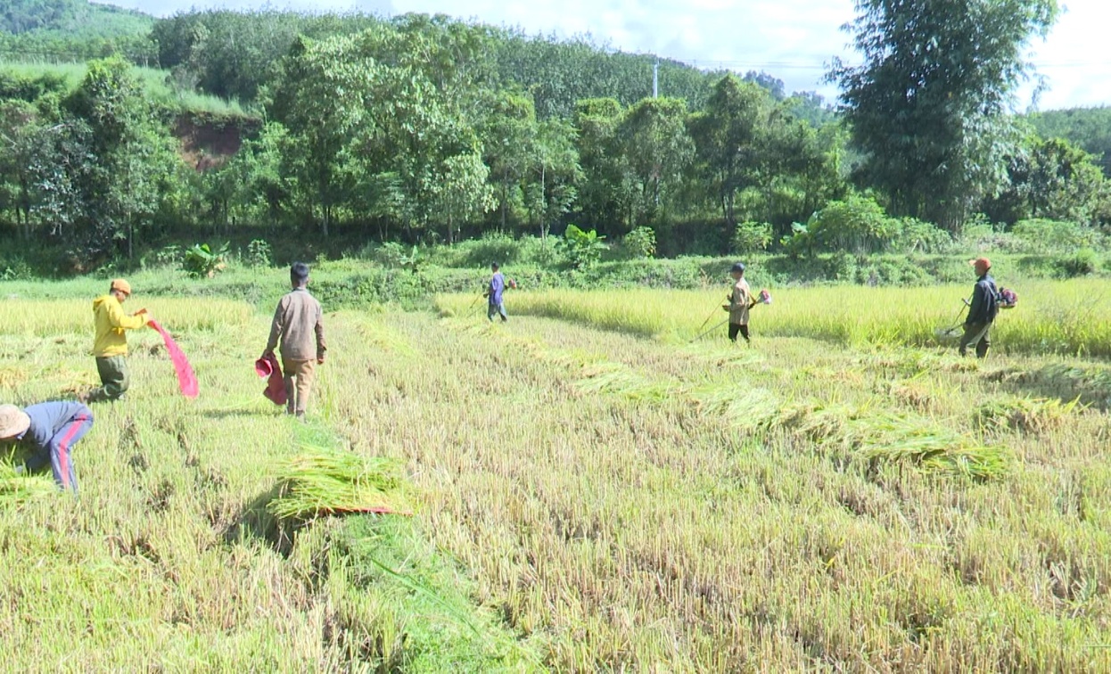 Huyện Đăk Tô thu hoạch lúa vụ mùa 2023